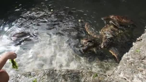 Женщина скармливает водоросли черепахам-гигантам в природном аквариуме Барака, Занзибар — стоковое видео