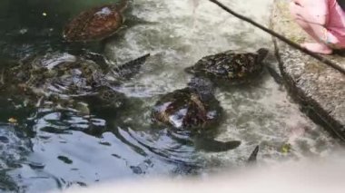 Birçok dev deniz kaplumbağası su altında yüzer ve su yosunu, doğal akvaryum ve Zanzibar 'ı yer.