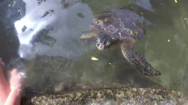 Άνθρωποι άλγη σίτιση γιγάντιες θαλάσσιες χελώνες σε Baraka Φυσικό Ενυδρείο, Ζανζιβάρη — Αρχείο Βίντεο