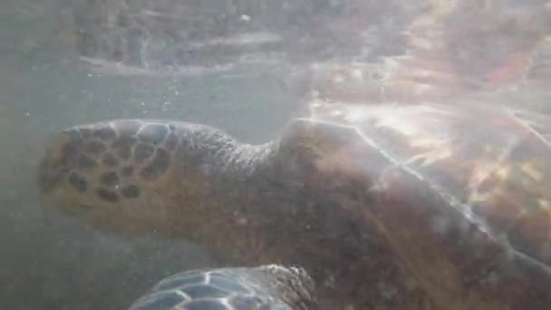 桑给巴尔天然水族馆的巨型海龟在水下游动，吃海藻 — 图库视频影像