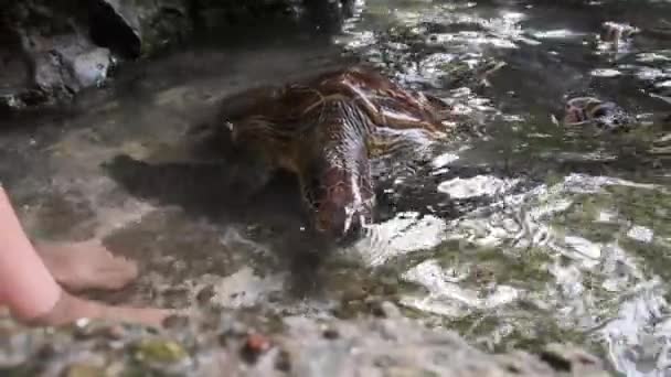 Pessoas algas alimentando tartarugas marinhas gigantes em Baraka Natural Aquarium, Zanzibar — Vídeo de Stock