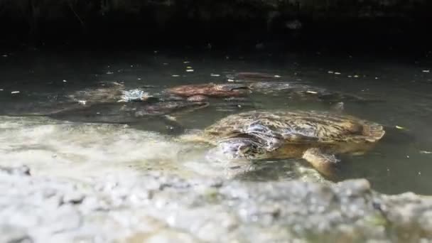 People Algae Krmení obrovských mořských želv v přírodním akváriu Baraka, Zanzibar — Stock video
