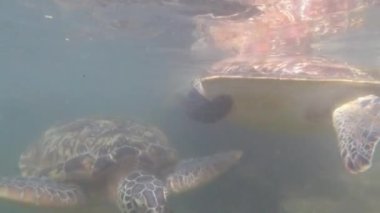 Dev Deniz Kaplumbağaları Baraka Doğal Akvaryumu, Zanzibar, Afrika 'da Su Altında Yüzüyor