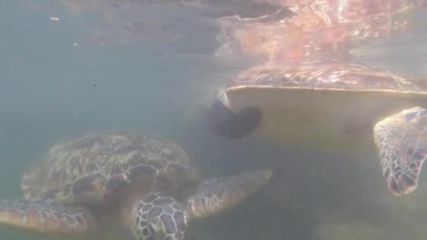 Huge Sea Turtles Swim Underwater in Baraka Natural Aquarium, Zanzibar, Africa — Stock Video