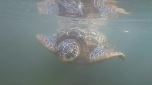 Τεράστιες θαλάσσιες χελώνες κολυμπάνε κάτω από το νερό στο Baraka Natural Aquarium, Zanzibar, Αφρική — Αρχείο Βίντεο