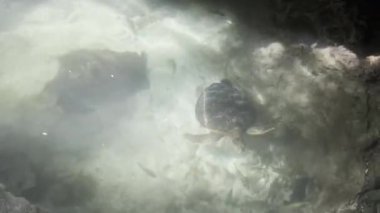 Dev Deniz Kaplumbağası Doğal Akvaryumda Su Altında Yüzüyor, Zanzibar, Tanzanya