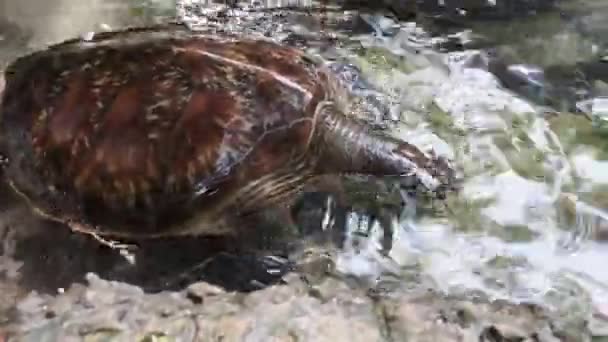 桑给巴尔巴拉卡自然水族馆的人类藻类喂养巨型海龟 — 图库视频影像