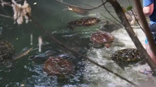 人々藻類食バラカ自然水族館の巨大ウミガメ、ザンジバル — ストック動画