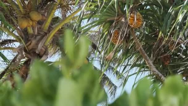 Palmera con muchos cocos amarillos maduros contra el cielo en África, Zanzíbar — Vídeos de Stock