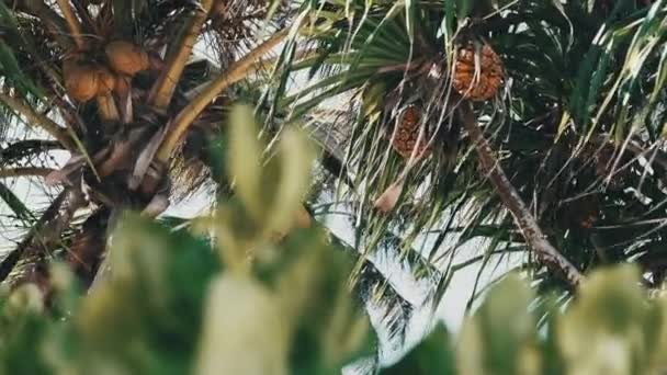 Palm Tree with Lots of Ripe Yellow Coconuts Against the Sky in Africa, Zanzibar — Stok Video