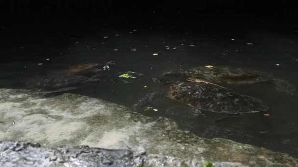 桑给巴尔巴拉卡自然水族馆的人类藻类喂养巨型海龟 — 图库视频影像