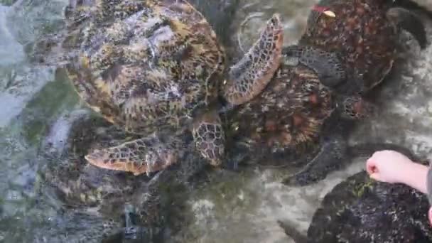 桑给巴尔巴拉卡自然水族馆的人类藻类喂养巨型海龟 — 图库视频影像