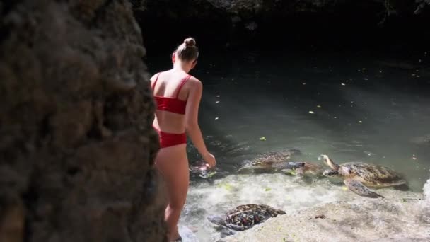 桑给巴尔Baraka自然水族馆向巨型海龟喂食藻类的妇女 — 图库视频影像