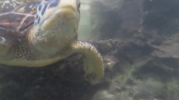 Enormi tartarughe marine nuotano sott'acqua nell'acquario naturale di Baraka, Zanzibar, Africa — Video Stock