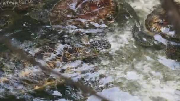 Muchas tortugas marinas gigantes nadan bajo el agua y comen algas, acuario natural, Zanzíbar — Vídeo de stock