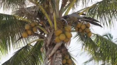Afrika 'da Gökyüzüne Karşı Bir sürü olgun sarı hindistan cevizi olan palmiye ağacı, Zanzibar