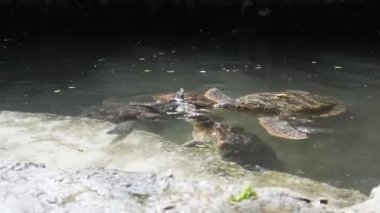 Baraka Doğal Akvaryumu, Zanzibar 'da Dev Deniz Kaplumbağalarını Besleyen İnsanlar