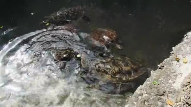 Ludzie Glony żywiące się olbrzymimi żółwiami morskimi w Baraka Natural Aquarium, Zanzibar — Wideo stockowe