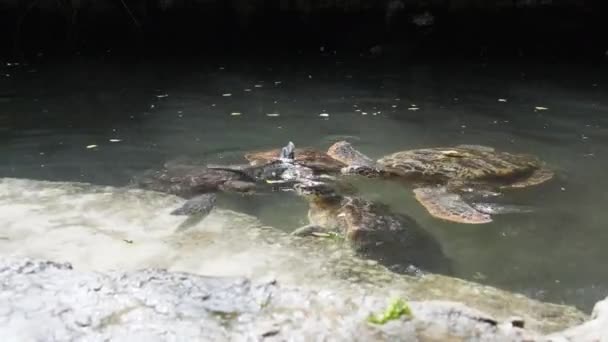 Люди Algae feding Giant Sea Turtles in Baraka Natural Aquarium, Zanzibar — стокове відео