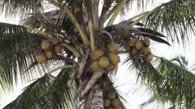 Afrika 'da Gökyüzüne Karşı Bir sürü olgun sarı hindistan cevizi olan palmiye ağacı, Zanzibar