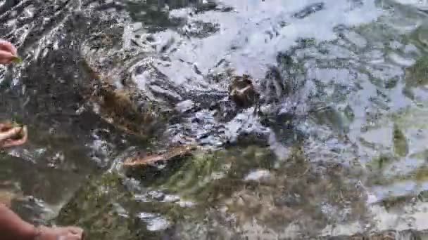 人々藻類食バラカ自然水族館の巨大ウミガメ、ザンジバル — ストック動画