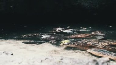 Baraka Doğal Akvaryumu, Zanzibar 'da Dev Deniz Kaplumbağalarını Besleyen İnsanlar