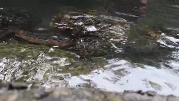 人々藻類食バラカ自然水族館の巨大ウミガメ、ザンジバル — ストック動画