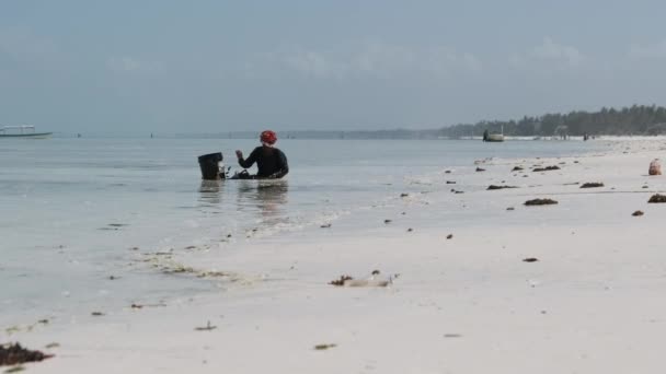 Африканская женщина собирает морепродукты в ведро, сидя в воде у океана. Занзибар — стоковое видео