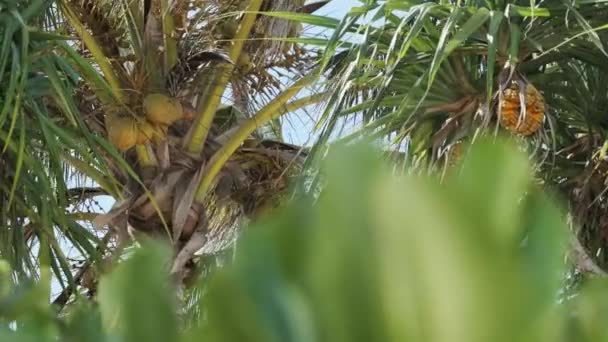 Palma z mnóstwem dojrzałych żółtych kokosów na tle nieba w Afryce, Zanzibar — Wideo stockowe