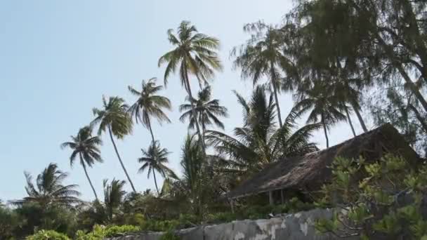 Sok Palm Trees Against the Blue Sky a trópusi üdülőhelyen, közel a strandhoz, Zanzibárhoz — Stock videók