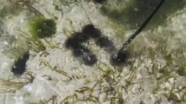 Много морских ежей лежат под водой в мелководье на дне океана, Занзибар — стоковое видео