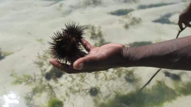 Afrikaanse man houdt zee-egel in de hand over ondiepe oceaan bij eb, Zanzibar — Stockvideo