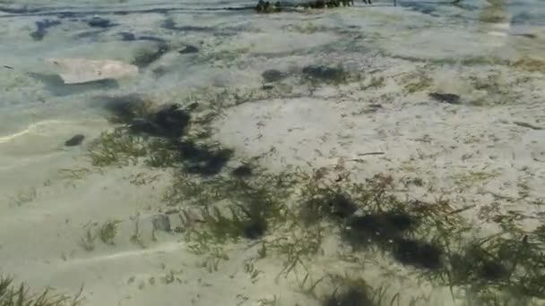 Lote de ouriços marinhos jaz debaixo d 'água em águas rasas no fundo do oceano, Zanzibar — Vídeo de Stock