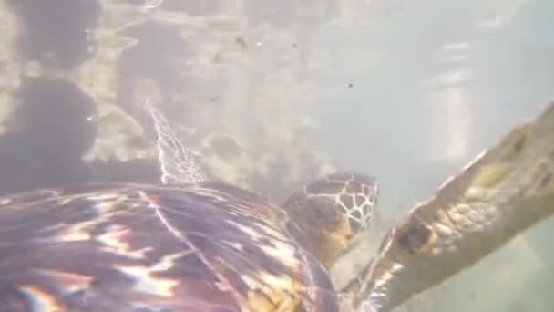 非洲桑给巴尔巴拉卡自然水族馆的巨型海龟在水下游动 — 图库视频影像