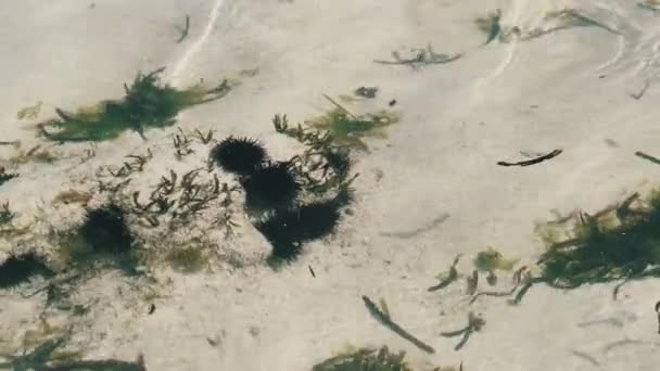 सागर उर्चिन के बहुत सारे समुद्र तल पर पतले पानी में पानी के नीचे पड़े हुए हैं, ज़ंज़ीबार — स्टॉक वीडियो