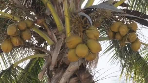 Pálmafa sok érett sárga kókuszdióval az égbolt ellen Afrikában, Zanzibár — Stock videók