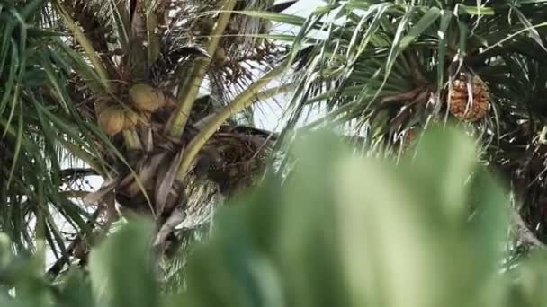 Palmeira com muitos cocos amarelos maduros contra o céu na África, Zanzibar — Vídeo de Stock