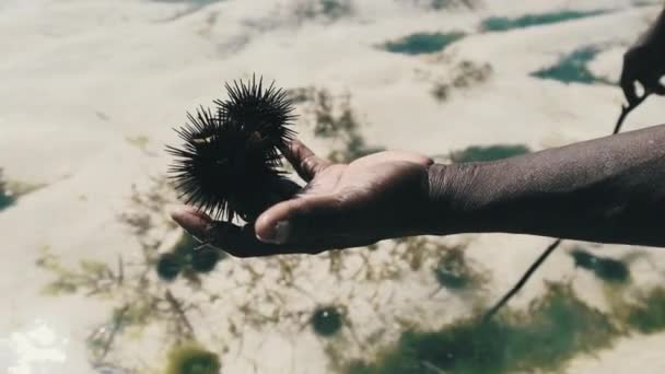 African Man trzyma jeżowca w ręce płytkiego oceanu podczas odpływu, Zanzibar — Wideo stockowe