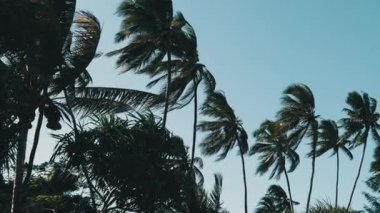 Plaj, Zanzibar yakınlarındaki Tropikal Resort 'ta Mavi Gökyüzüne Karşı Palmiye Ağaçları