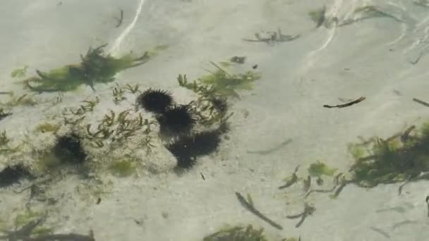 Beaucoup d'oursins de mer reposent sous l'eau dans les eaux peu profondes sur le fond de l'océan, Zanzibar — Video