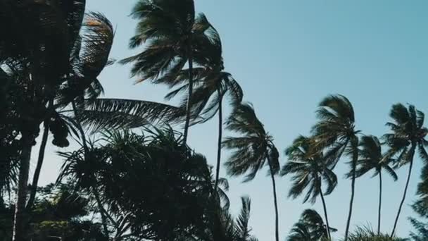 Lote de palmeras contra el cielo azul en Tropical Resort cerca de la playa, Zanzíbar — Vídeos de Stock