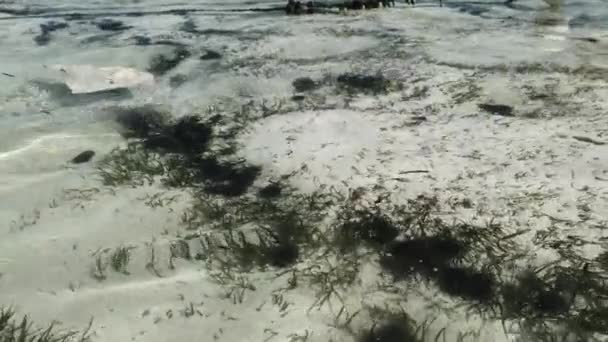 Lote de erizos de mar yacen bajo el agua en aguas poco profundas en el fondo del océano, Zanzíbar — Vídeo de stock