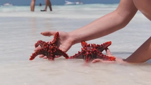 Femme mains tient deux étoiles de mer rouges sur l'eau transparente de l'océan sur White Beach — Video