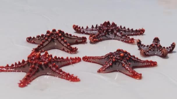 Muitas estrelas-do-mar vermelhas deitam-se numa praia branca e são lavadas por águas límpidas do oceano — Vídeo de Stock