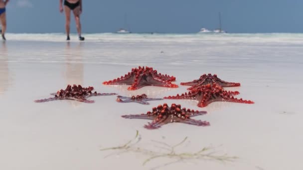 多くの赤いヒトデが白いビーチに横たわっており、海の澄んだ水に洗われています — ストック動画