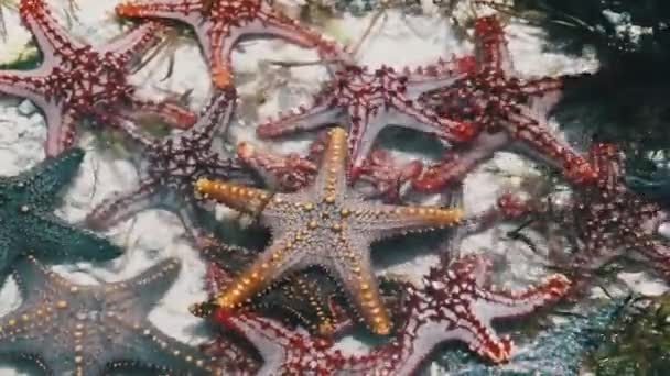 Muchas estrellas de mar coloridas yacen en un acuario de coral natural en la orilla del océano — Vídeos de Stock