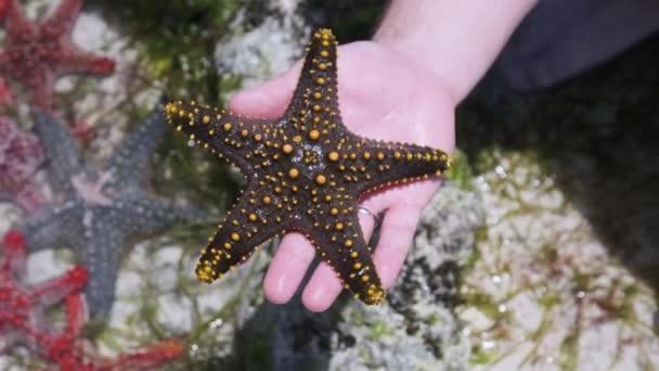 巨蟹手在珊瑚礁的透明海水上抓着一只黄色的海星 — 图库视频影像