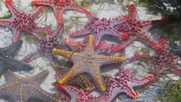 Muchas estrellas de mar coloridas yacen en un acuario de coral natural en la orilla del océano — Vídeos de Stock