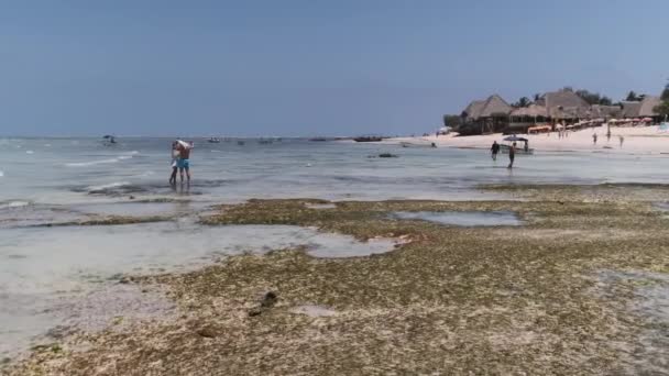Sandy Beach with Algae near Turquoise Ocean in Zanzibar at Low Tide, Zanzibar — Stock Video