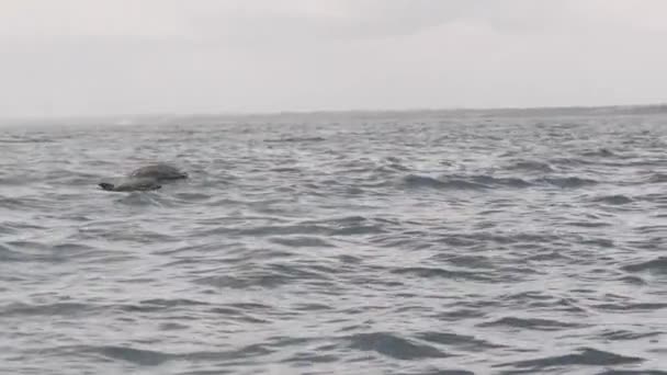 Couple of Dolphins in the Open Ocean Jumps Out of the Water, Zanzibar, Africa — Stock Video